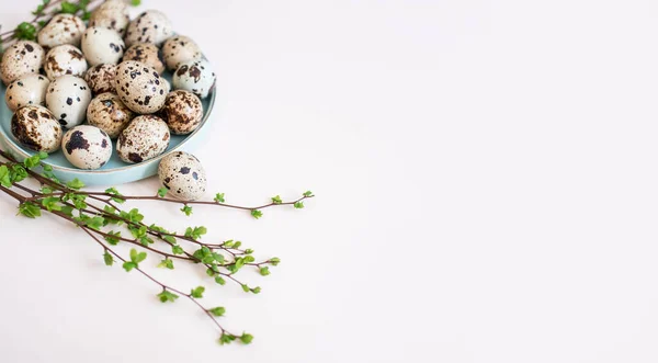 Arka planda yeşil bitki dalları olan bıldırcın yumurtaları. Tatil içeriği, metin için bir yer