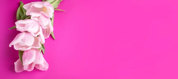 A beautiful pink banner with a place for text with pink tulips. Content for advertising.