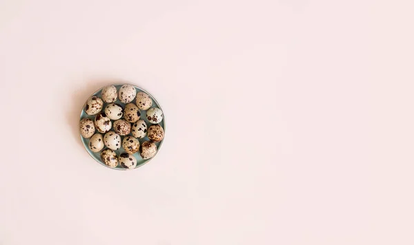 Oeufs Caille Avec Jeunes Rameaux Plantes Vertes Sur Fond Clair — Photo