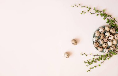 Arka planda yeşil bitki dalları olan bıldırcın yumurtaları. Tatil içeriği, metin için bir yer