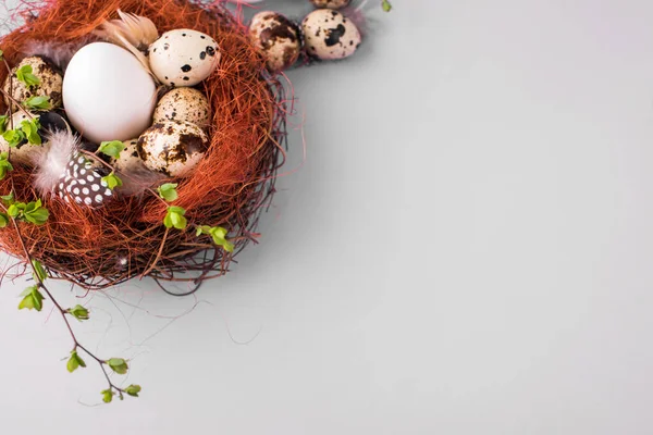 Chicken and quail eggs in a nest with sprigs of foliage on a gray background. Easter content.
