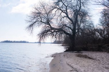 Güneşli bir günde gölün yanında kuru sazlar ve çimenler. Güneşin ışınları