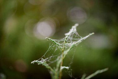 Çam filizinin üzerine saçılmış damlalar olan bir ağ. Doğa uyandığında.