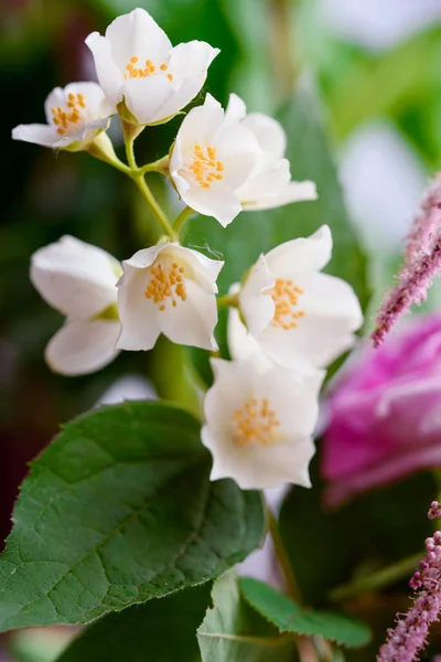 Beautiful White Color Green Leaves Colour Close — Stock Photo, Image