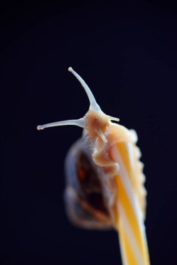 Beyaz çiçekli salyangoz ve yansımalı çan. Yüzü gençleştirmek için kozmetik sümük.