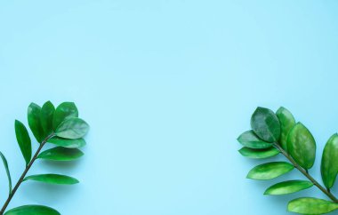 Yeşil yapraklı ve pamuklu çiçeklerden oluşan mavi bir arka plan. Mesajlaşmak için bir yer. Yukarıdan bak. Düz yatıyordu