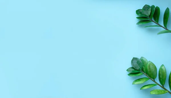 Fond bleu avec des branches de feuilles vertes et des fleurs de coton. Un endroit pour le texte. Vue d'en haut. Plat — Photo