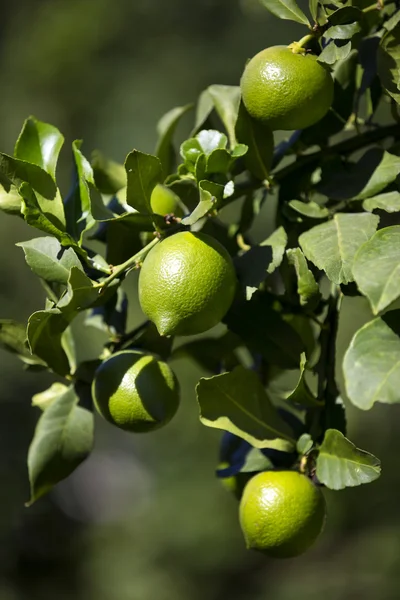 Limon meyve ağacı — Stok fotoğraf