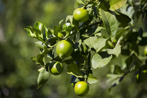 Fruit lemon tree — Stock Photo, Image