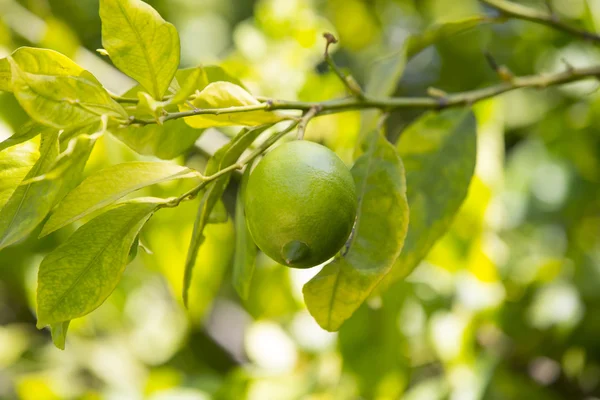 Fruit lemon tree — Stock Photo, Image