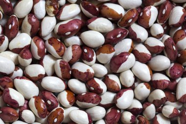 arka plan fasulye tohumları