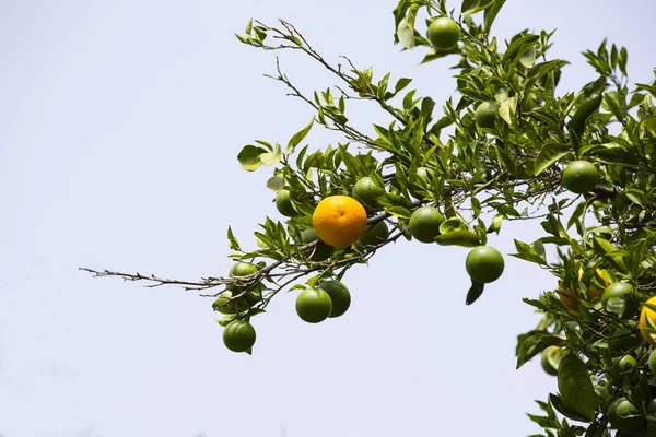 Orange tree with fruits — Stock Photo, Image