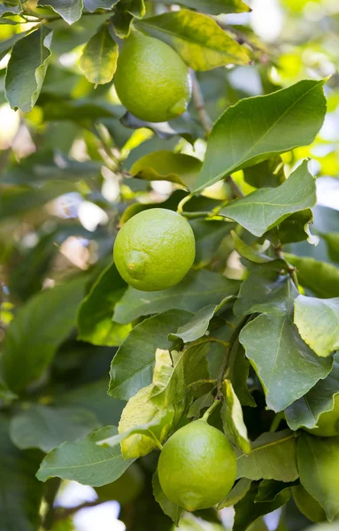Limonero frutal —  Fotos de Stock