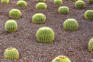 yakın çekim vurdu kaktüsler