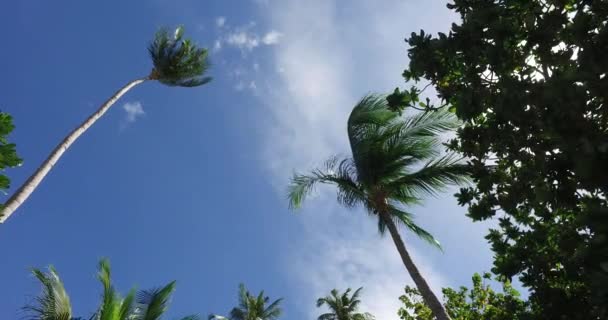 Tropical palm trees agains — Stock Video