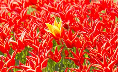 Büyüyen lale yatak