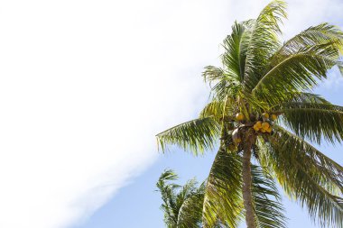 Coconut Grove'da olgun hindistancevizi ile