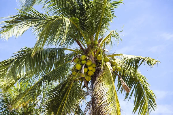 Cocotero con cocos maduros — Foto de Stock