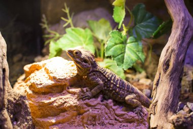 vahşi sürüngenler kertenkelelerin canlı