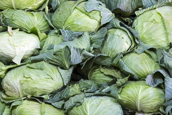 Big heads of cabbage — Stock Photo, Image