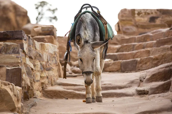 Complejo turístico de la antigua ciudad de Petra —  Fotos de Stock