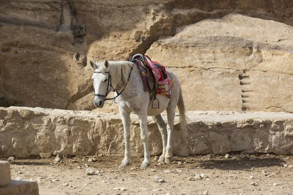 Touristischer Komplex der antiken Stadt Petra — Stockfoto