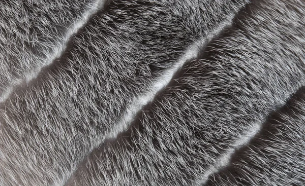 Kolor tła futro dzikich zwierząt — Zdjęcie stockowe