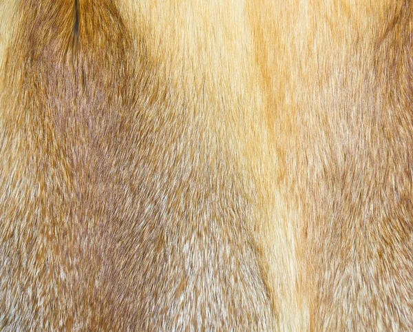 Hintergrundfarbe des Pelzes von Wildtieren — Stockfoto