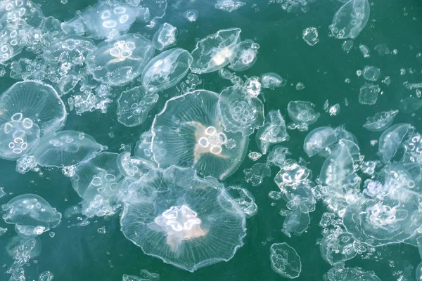 Viel Quallen im schmutzigen Wasser — Stockfoto