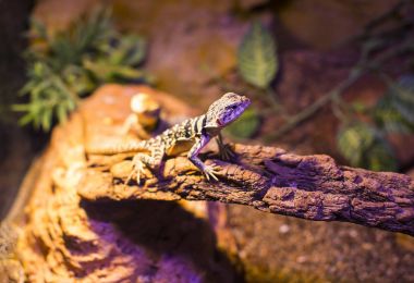 vahşi sürüngenler kertenkelelerin canlı 