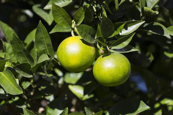 Orange tree with fruits ripen — Stock Photo, Image