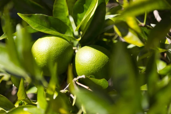 Orange tree with fruits ripen — Stock Photo, Image