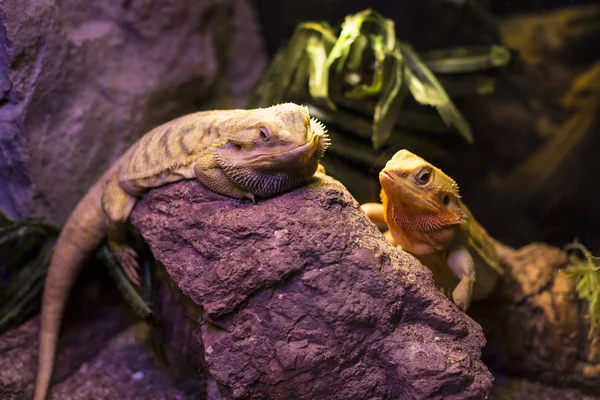Live wild reptiles lizards — Stock Photo, Image