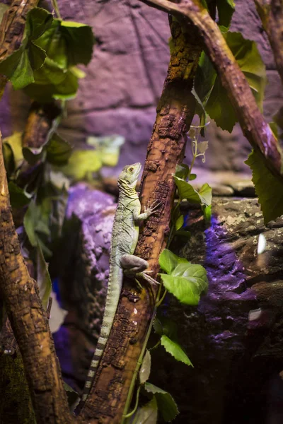 Live wild reptiles lizards — Stock Photo, Image