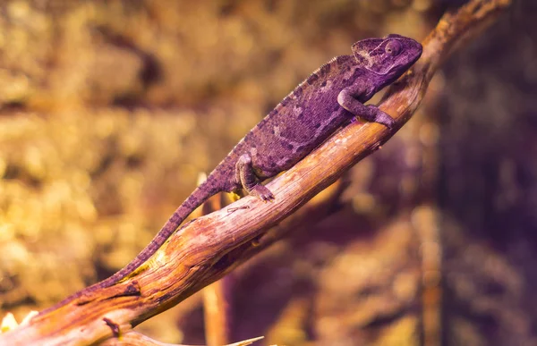 Répteis selvagens vivos lagartos — Fotografia de Stock
