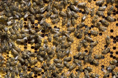 Arı kovanı yakın çekim vurulur