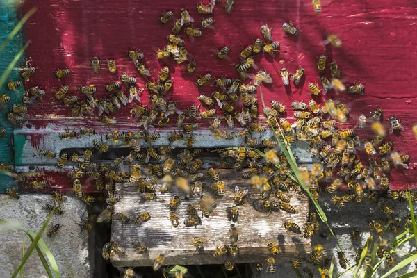 The bee hive is shot close-up — Stock Photo, Image