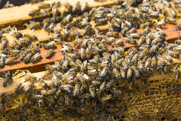 ミツバチの巣箱がクローズ アップを撮影します。 — ストック写真