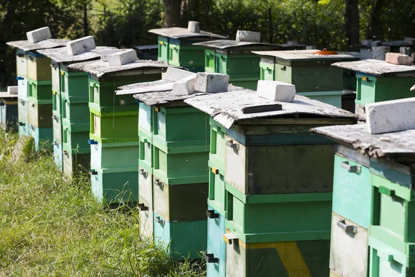 Бджільництво в пасіці — стокове фото