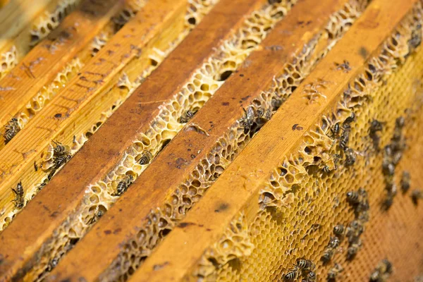 The bee hive is shot close-up Stock Picture