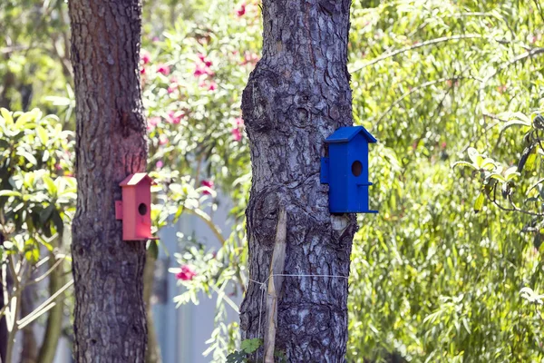 Ağaçta bir kuş evi — Stok fotoğraf