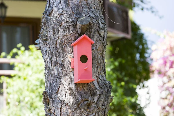 Ağaçta bir kuş evi — Stok fotoğraf