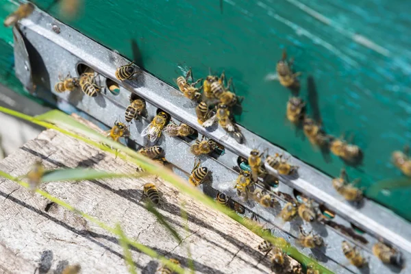 Пчелиный улей застрелен крупным планом. — стоковое фото