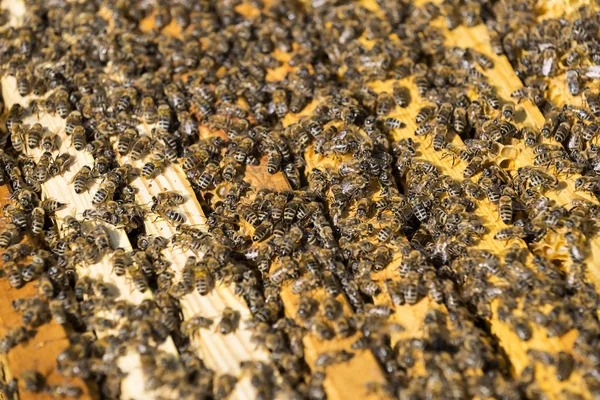 The bee hive is shot close-up — Stock Photo, Image