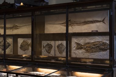  Sergiler ve sergi içinde Doğal Tarih Müzesi, Viyana.