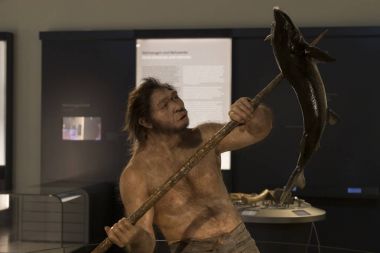  Sergiler ve sergi içinde Doğal Tarih Müzesi, Viyana.