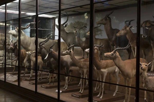 Exposiciones y exposiciones en el Museo de Historia Natural de Viena . — Foto de Stock