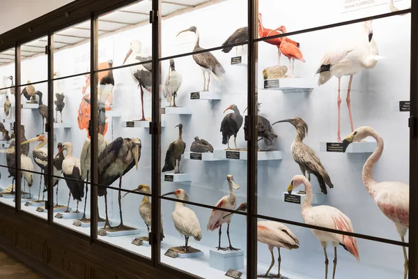 Exposiciones y exposiciones en el Museo de Historia Natural de Viena . — Foto de Stock