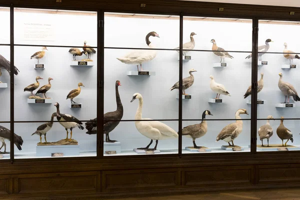 Expositions et expositions au Musée d'histoire naturelle de Vienne . — Photo