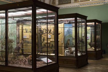 Geleneksel atlı arabaları ile eski Viyana sokaklarında yürümeyi turistler için kabinler.